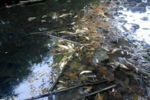 Gran mortandad de peces en el Río Pícaro