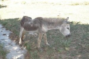 La Guardia Civil imputa a una persona por delito de maltrato animal