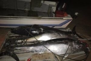 Intervenidas 14 piezas de atunes rojos pescadas ilegalmente