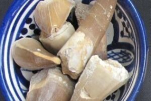 La Guardia Civil interviene 185 fósiles expuestos para la venta