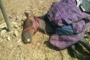 La Guardia Civil imputa a una persona por delito de maltrato animal contra un caballo