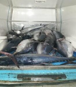 Intervenidas 16 piezas de atún rojo pescadas ilegalmente y entregas al banco de alimentos