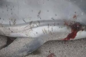 Pacma denuncia el acoso y muerte de delfines en la Bahía de Algeciras