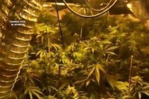 Desarticulada una organización dedicada al cultivo de marihuana en chalets de lujo (fotos)