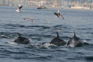 Un estudio alerta sobre los contaminantes que afectan a delfines en el Estrecho