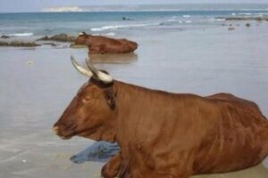 La imagen CNE: Buen tiempo estas navidades