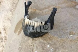 Hallan en El Rinconcillo una mandíbula aparentemente humana