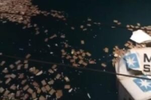 20 Toneladas de pollos congelados al agua