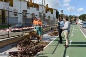 Parques y Jardines planta 27 melias azedarach en la Avenida 28 de febrero