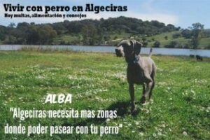 Vivir con perros en Algeciras: Multas, consejos, opiniones, espacios y entrevista con Sara Miguez