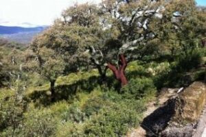 Llevan al Parlamento andaluz la situación de la `seca del alcornoque´