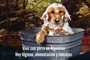 Vivir con perros en Algeciras: Mapa perruno, higiene, alimentación y mucho más