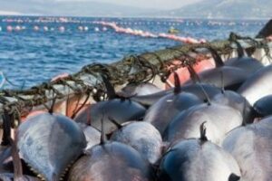 El PP recuerda que las almadrabas y la flota artesanal del Estrecho registran un aumento del 20% en la cuota asignada para 2016