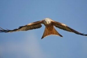 La III Feria de la Naturaleza se celebra el próximo fin de semana en la comarca