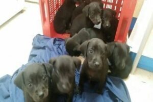 Incómoda ¿Qué hacemos con los cachorros? Historia real....