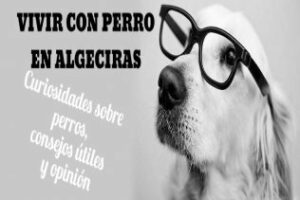 Viivir con perro en Algeciras: Curiosidades, consejos, opiniones, mapa y mucho más