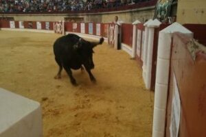 El Toro Embolao de la Villa tendrá una previa "Gran Prix Taurino Arte y Raza"