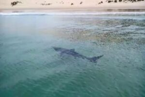 Avistado un tiburón peregrino en la playa de Bolonia (video)