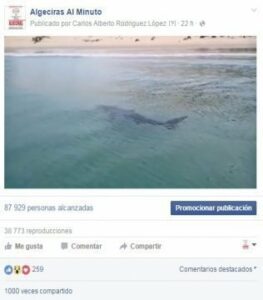 El tiburón 1000 veces compartido