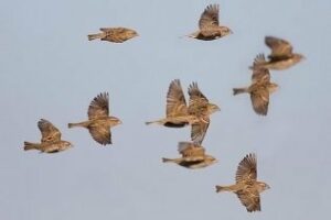 Los cielos del parque natural del Estrecho se llevan de vida