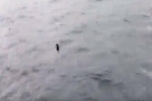 Nuevo avistamiento de un tiburón en la comarca, esta vez frente a Getares (video)