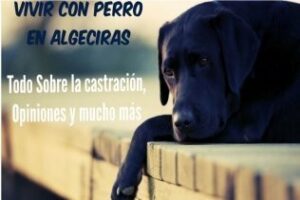 Vivir con perro en Algeciras: Todo sobre la castración, entrevista, opiniones y mucho más