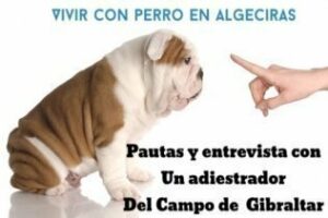 Vivir con perros en Algeciras: Pautas básicas y entrevista sobre la educación canina