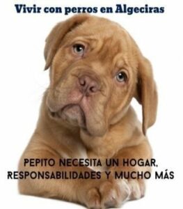 Vivir con perros: Ayudemos a Pepito, la responsabilidad de tener mascotas y opiniones.