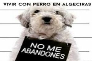 Vivir con perros: No al abandono de los animales, consejos y opiniones