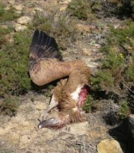 Agaden muestra pruebas gráficas del impacto en las aves del Parque Eólico de El Cabrito