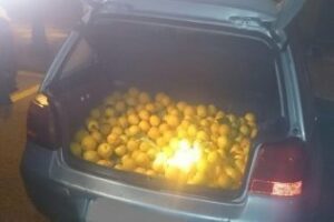 Recuperadas 200 kgrs de naranjas robadas en una explotación agrícola