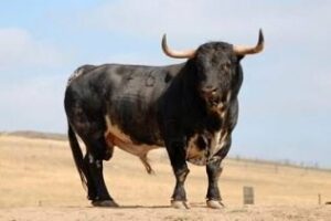 Los carteles taurinos a examen (III) Los Toros la asignatura pendiente.Por Antonio Rodríguez