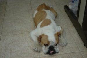 La Guardia Civil investiga a una persona por su implicación en un delito de maltrato animal.