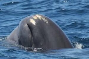 Un cachalote visita el Estrecho durante 18 años