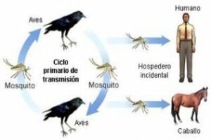 La Junta mantiene activado el protocolo de vigilancia ante la fiebre del Nilo Occidental