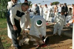 Ceuta autoriza la entrada desde Algeciras de 4.496 animales para la Pascua musulmana del Sacrificio