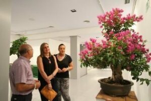 Inauguranda la exposición  taller de bonsáis de El chaparro"