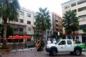 Parques y Jardines trata preventivamente todas las palmeras contra el picudo rojo cada 45 días