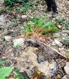 Agaden denuncia la masificación del espacio natural del Río Cobre