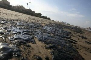 Ecologistas piden a instituciones que denuncien por alcanzar el vertido zona de especies protegidas"