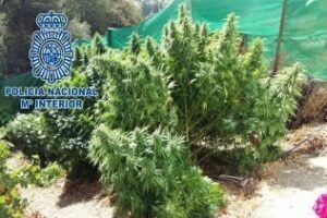 La Policía Nacional detecta una plantación de marihuana "por el fuerte olor"