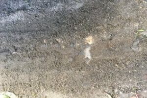 La plataforma de los colectores solicita la limpieza de un husillo en la Calle Millán Picazo