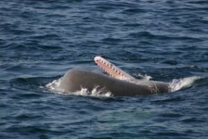 Pese al Levante, casi 40.000 personas avistaron cetáceos en Tarifa este verano