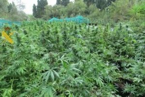 Descubierta otra plantación de marihuana en una finca "por el olor"