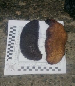 La Guardia Civil interviene 30 kilos de holoturias en un vehículo