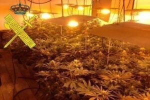 La Policía Nacional desarticula una red dedicada al cultivo de marihuana