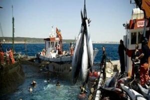 El Ministerio de Agricultura y Pesca analiza la Sentencia del acuerdo de pesca UE-Marruecos