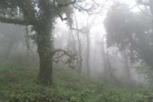 La Junta de Andalucía oficializa la ampliación del Parque Natural Los Alcornocales