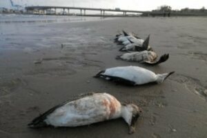 Algo mata en la Bahía