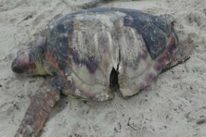 Una tortuga boba es encontrada muerta en la Playa del Rinconcillo